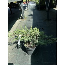 Ялівець лускатий «Блю Карпет» (Juniperus squamata Blue Carpet)  С3